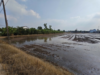 Bán gấp lô đất lúa chuyển thổ đường vành đai tân an giá 22 tỷ 4