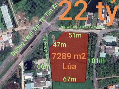 Bán gấp lô đất lúa chuyển thổ đường vành đai tân an giá 22 tỷ 0