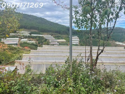 Bán đất manglin tại phường 7 tp đà lạt  nay là phường langbiang  diện tích 210m2 1