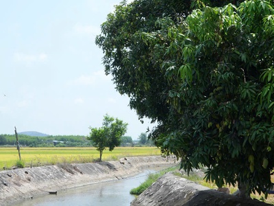  săn ngay lô đất view kênh đồng lúa siêu chill  2