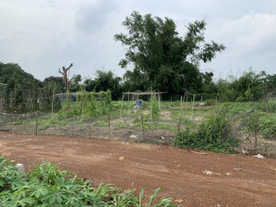 CHÍNHCHỦ  Cần bán đất xã Láng Dài,Đất Đỏ,Bà Rịa-Vũng Tàu 1,3triệu/m2 1000m2 0
