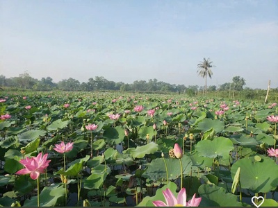 Siêu phẩm đất nhà vườn - mặt tiền sông đồng nai chỉ 10 triệu/m2 long phước, thủ đức 3