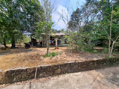 Bán gấp đất vườn khu tượng, phú quốc, thích hợp làm homestay, farmstay hay khu nghỉ dưỡng sinh thái 1