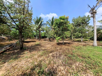 Bán gấp đất vườn khu tượng, phú quốc, thích hợp làm homestay, farmstay hay khu nghỉ dưỡng sinh thái 2