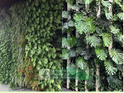 Thi công tườn xanh, hệ thông tưới tự động Nhà hàng Quán cafe 4