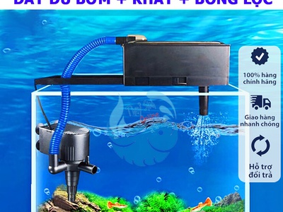 Máy Lọc Hồ Cá Có Thực Sự Quan Trọng Như Bạn Nghĩ 0