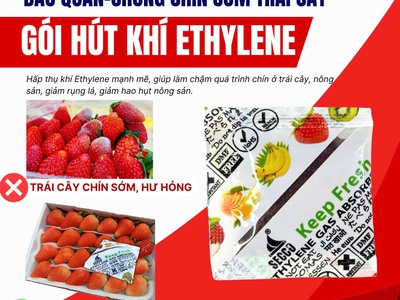 Gói Hút Khí Ethylene   Giải Pháp Bảo Quản Trái Cây Xuất Khẩu Hiệu Quả 1