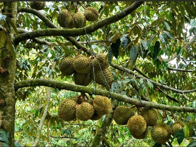 Chủ ngộp ko đâu rẻ hơn đất trảng bàng 3 mẫu sầu riêng 0