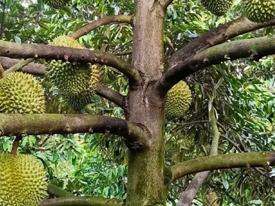 Chủ ngộp ko đâu rẻ hơn đất trảng bàng 3 mẫu sầu riêng 1