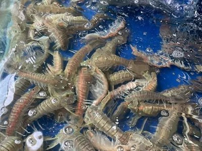 Bề bề ngon giá tốt 0