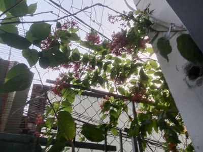 7tr  Nhà cho thuê sân vườn 1PN Đg 12, P. Linh Chiểu, Thủ Đức   40m , không gian xanh 6