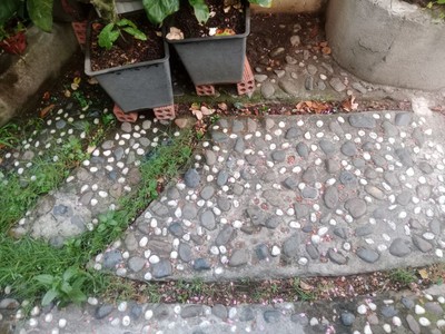 7tr  Nhà cho thuê sân vườn 1PN Đg 12, P. Linh Chiểu, Thủ Đức   40m , không gian xanh 7