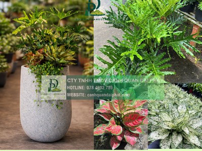 Thiết kế thi công cây xanh văn phòng Long Thành Đồng Nai 0