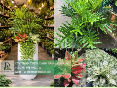 Thiết kế thi công cây xanh văn phòng Long Thành Đồng Nai 1