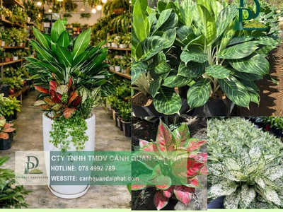 Thiết kế thi công cây xanh văn phòng Long Thành Đồng Nai 2