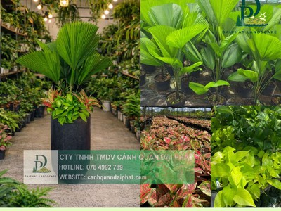 Thiết kế thi công cây xanh văn phòng Long Thành Đồng Nai 3