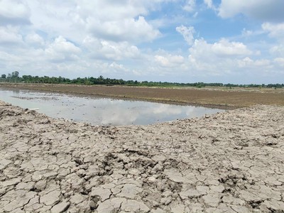 Cần bán 1ha đất lúa đường đê số 3 2