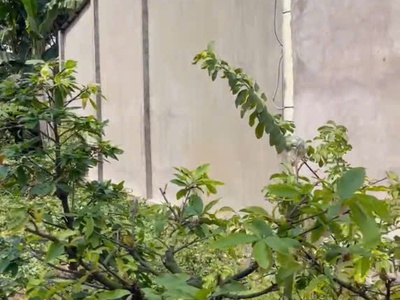 Đất 2 mặt tiền   huỳnh thị na   giá chỉ 1.8 tỷ  2