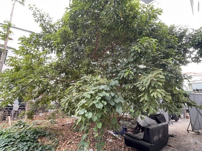 Đất trống - 85m2 - ngang 7.5m2 - xây làm chdv bao ngon - xây ở theo ý - lê quang định - bình thạnh 3