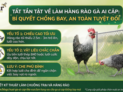 Hướng Dẫn Chi Tiết Cách Làm Hàng Rào Chống Bay Cho gà Ai Cập Bền Vững 3