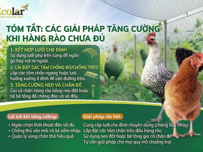 Hướng Dẫn Chi Tiết Cách Làm Hàng Rào Chống Bay Cho gà Ai Cập Bền Vững 0