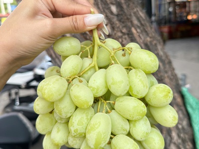 Nho Nhập Khẩu Từ Úc 4