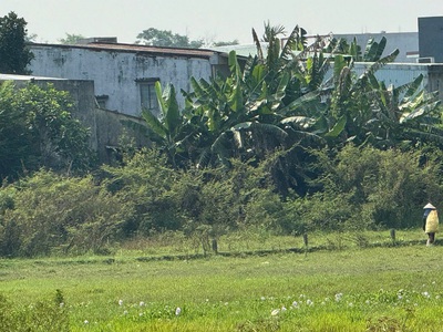 Bán đất đẹp   view cánh đồng quan châu, hòa xuân   đà nẵng 2