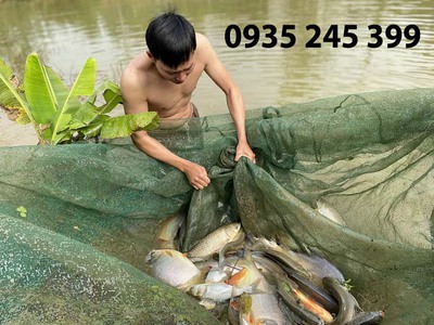 Lưới vét kéo cá, lưới nguyễn út 1