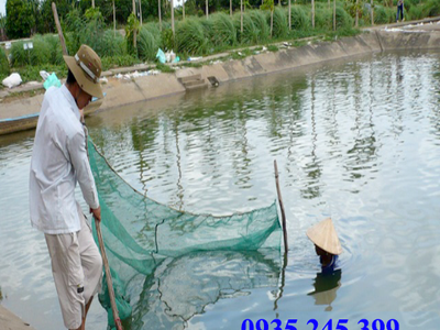 Lưới vét kéo cá, lưới nguyễn út 4