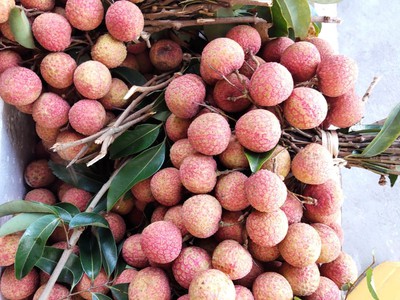 Vải thiều Thanh Hà Hải Dương 0