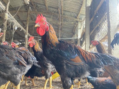 Gà thịt tươi mới mỗi ngày, nhận đặt số lượng lớn 1