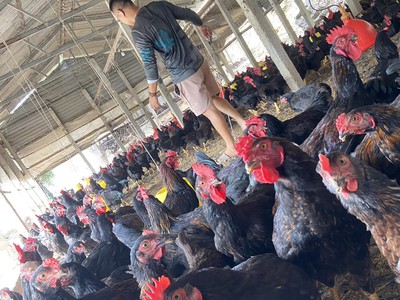Gà thịt tươi mới mỗi ngày, nhận đặt số lượng lớn 0