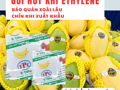 Gói Etipo chống chín siêu cấp cho xoài giá rẻ nhất 8