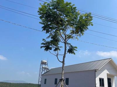 Bán Đất vùng ven Đà Lạt giá chỉ 2xxtr 4