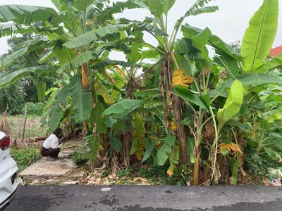 Bán nhanh lô đất 86.5 m  gần Ngụ - Nhân Thắng - Bắc Ninh 1