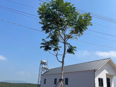 Bán Đất vùng ven Đà Lạt giá chỉ 2xxtr 4