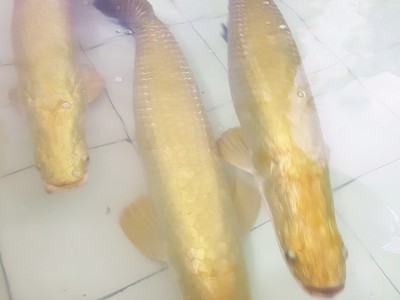 Bán cá hải tượng 7
