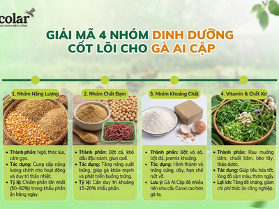 Thức Ăn Cho Gà Ai Cập Thả Vườn: Cách Phối Dinh Dưỡng Giúp Gà Khỏe, Đẻ Bền 1