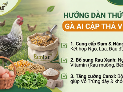 Thức Ăn Cho Gà Ai Cập Thả Vườn: Cách Phối Dinh Dưỡng Giúp Gà Khỏe, Đẻ Bền 0
