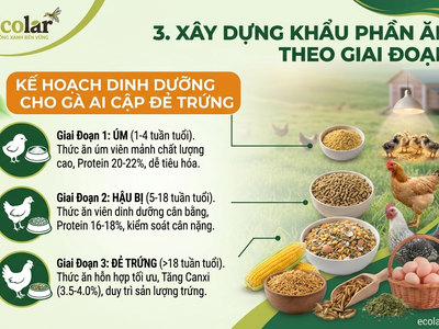 Thức Ăn Cho Gà Ai Cập Thả Vườn: Cách Phối Dinh Dưỡng Giúp Gà Khỏe, Đẻ Bền 2