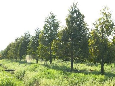 Bán đất làm nhà vườn 0