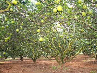 Bán đất làm nhà vườn 1