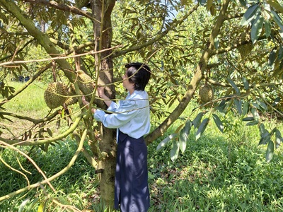 Bán đất làm nhà vườn 2