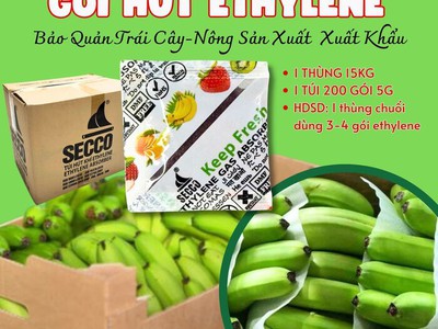 Bí kíp vựa lớn giữ Chuối, Xoài tươi cứng nhờ gói hút ethylene chống chín tươi trái cây 1