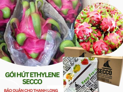 Gói hút khí ethylene Secco   Bí quyết bảo quản thanh long tươi, giữ tai xanh 0