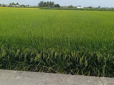 F0 thổ cư đường nguyễn văn luỹ 3