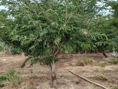 Chính chủ bán đất tại phan rang ,tháp chàm, ninh thuận 1