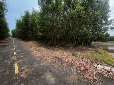 10.598m2 đất Láng Dài - xã Đất Đỏ - TP HCM, mặt tiền đường nhựa dài 185m, giá 8,5 tỷ 4