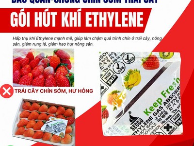 Gói Hút Ethylene Giúp Chống Chín Sớm Trái Cây Khi Xuất Khẩu Hiệu Quả 1