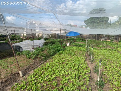 Bán đất đẹp trần thị bốc thới tam thôn, hóc môn chỉ hơn 20 tỷ 2